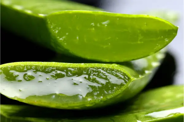 Benéficos da Aloe Vera para a saúde.